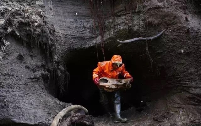 西伯利亚“挖尸人”,挖出来的95%都被销往中国!