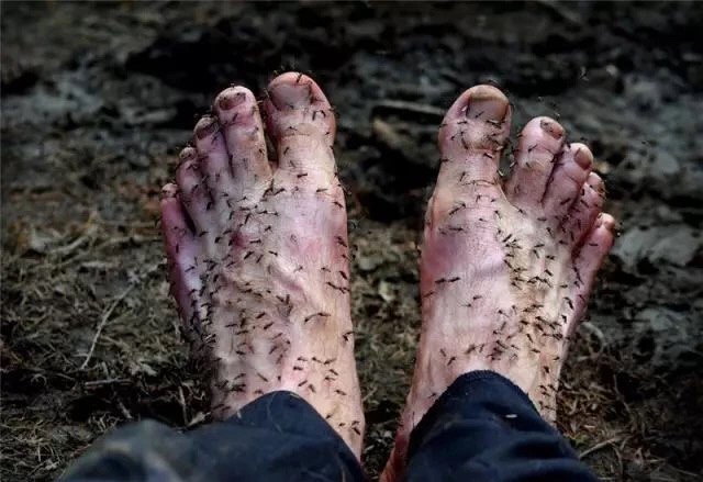 西伯利亚“挖尸人”,挖出来的95%都被销往中国!