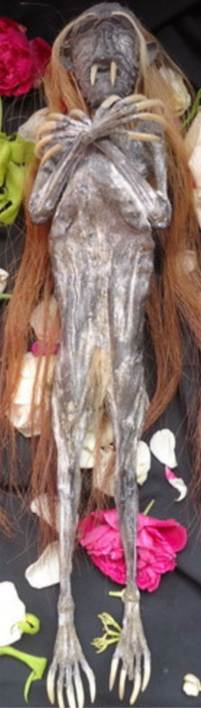 猫十七:视频里的可乐是古曼童在喝吗?