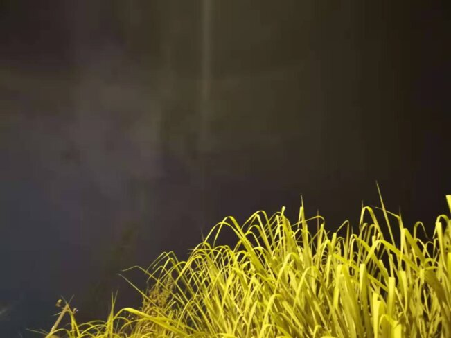 也不知道你们能不能看到这图片上的脸