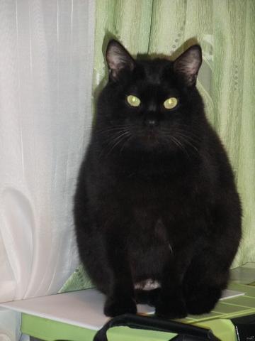 边缘职业——驱鬼人真实回忆录之黑猫