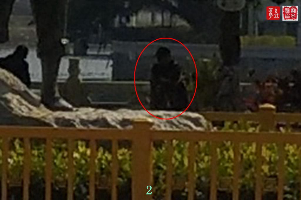 小公园灵物(二)