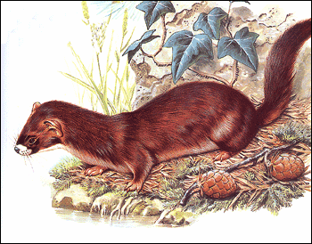 仙家讨封口那些事