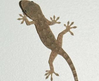 壁虎
