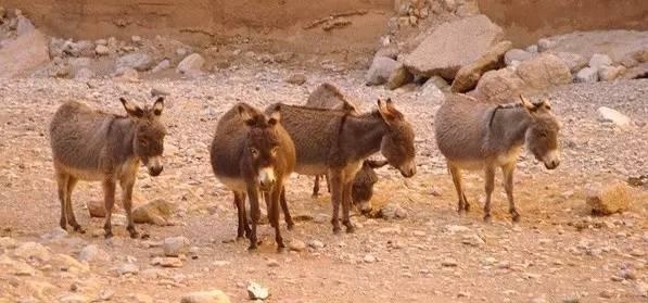 造畜：饥饿、逃荒、死亡、活叫驴（下）