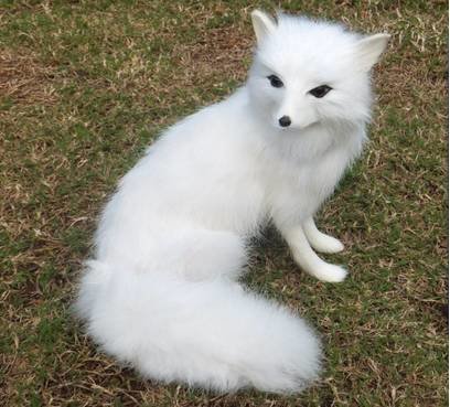 “ 保家仙 ”  的威力