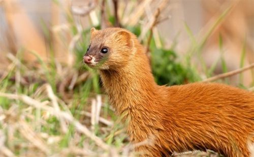 一则黄仙闹宅的真事