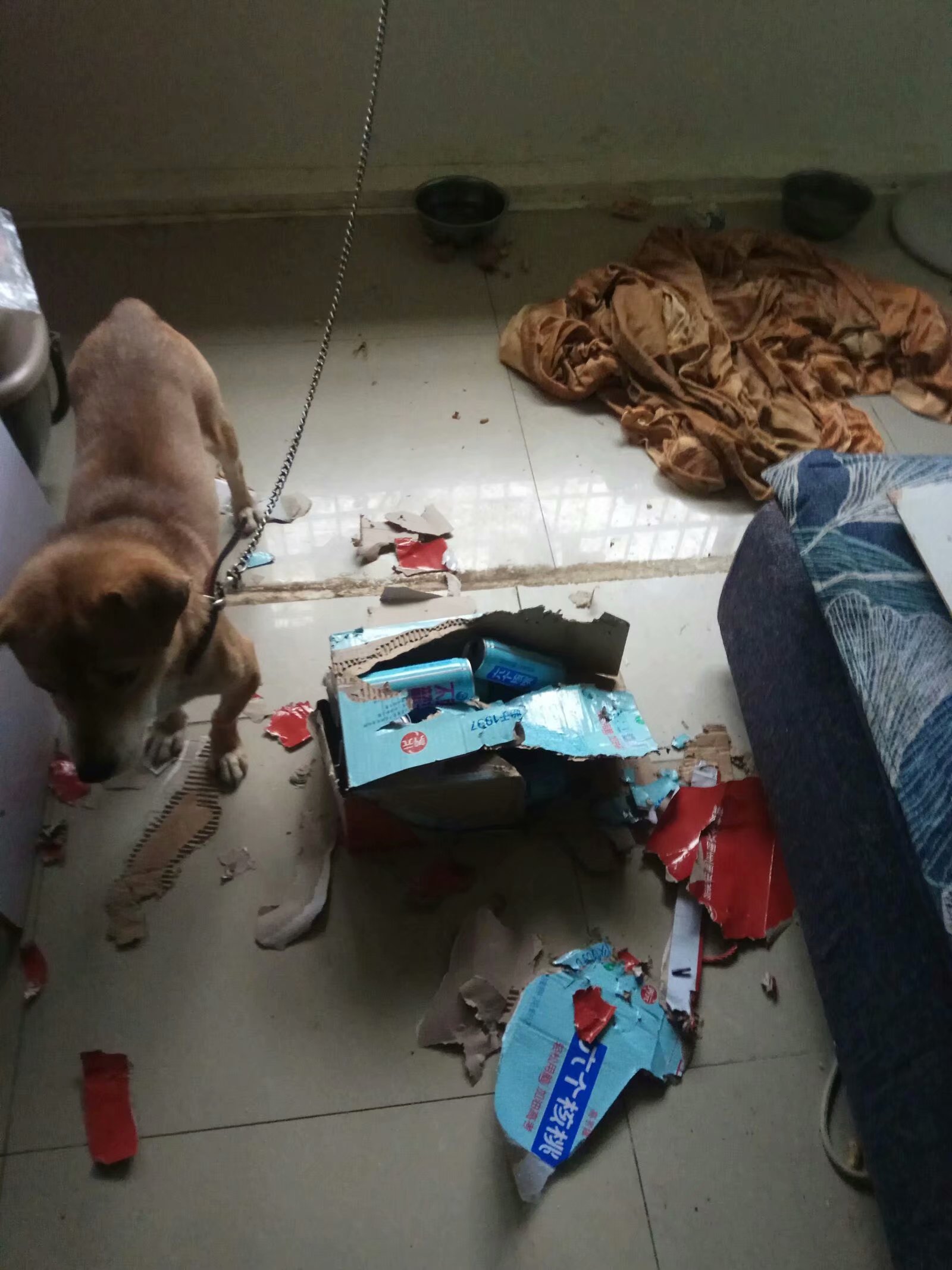 咱们人虽然看不到灵魂,但是动物确实能看到的