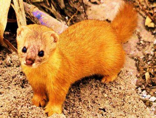 鬼话怪谈——黄鼠狼（长篇故事）1