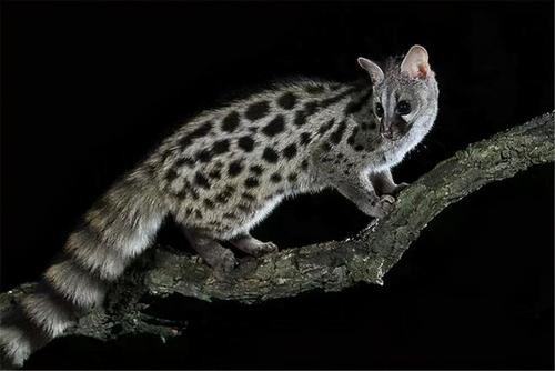 山村故事——会障眼法的猎物