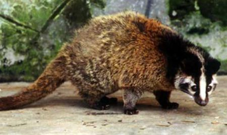 山村故事——会障眼法的猎物