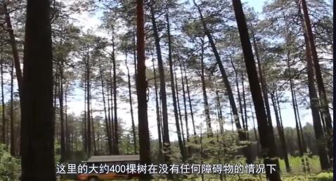 全球最诡异的树林，400棵树同时弯曲，叫人心生恐惧！