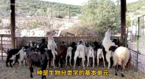 八种人为的杂交动物