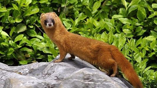 讲一个黄皮子的事