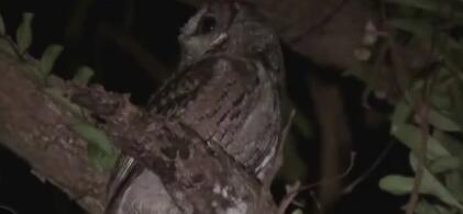 “不怕猫头鹰叫, 就怕猫头鹰笑”, 猫头鹰真会带来不幸?