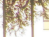 “小神树”显灵图