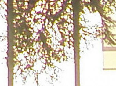 “小神树”显灵图