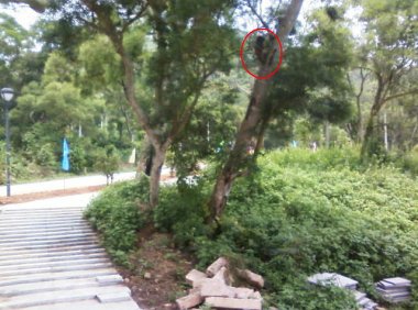 谁家阿哥爬树上（手机拍摄）