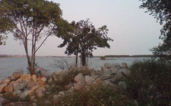 黄昏有约（手机拍摄）