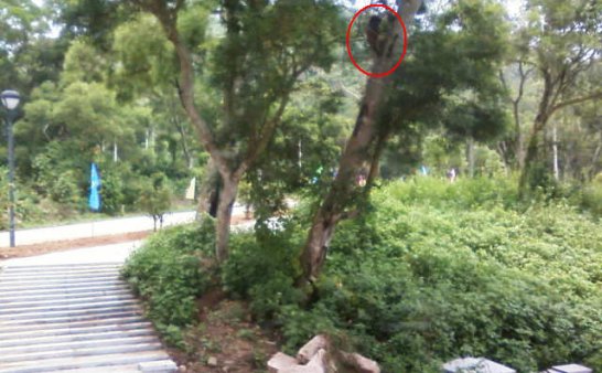 谁家阿哥爬树上（手机拍摄）