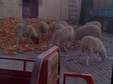 两天前拍到的诡异照片，求大神解释