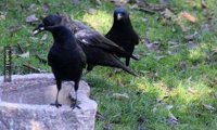 美国8岁女孩给乌鸦喂食4年 乌鸦送她感恩礼物