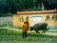 真实灵异事件：福建老牛被杀前跪地乞命 临终托梦见牧童(图)