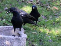 美国8岁女孩给乌鸦喂食4年 乌鸦送她感恩礼物