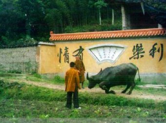 真实灵异事件：福建老牛被杀前跪地乞命 临终托梦见牧童(图)