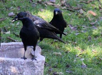 美国8岁女孩给乌鸦喂食4年 乌鸦送她感恩礼物