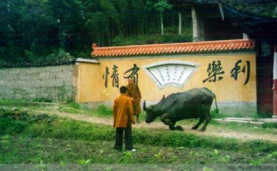 真实灵异事件:福建老牛被杀前跪地乞命 临终托梦见牧童(图)