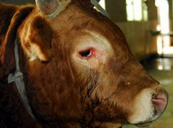 屠宰场震撼一幕：黄牛下跪拒进场，哭泣得像个婴孩