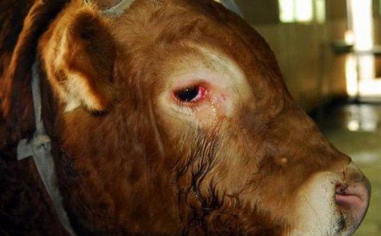 屠宰场震撼一幕:黄牛下跪拒进场,哭泣得像个婴孩