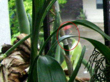 撑着红雨伞的小精灵