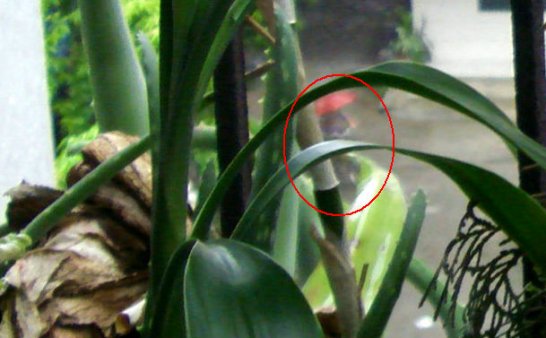 撑着红雨伞的小精灵