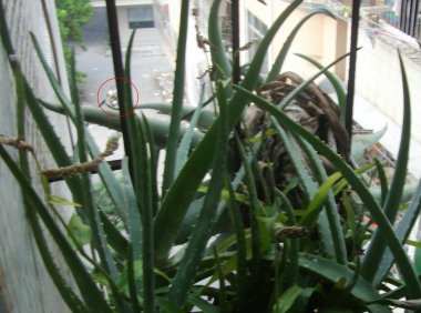 灵异照片:他们是坐车还是徒步经过?