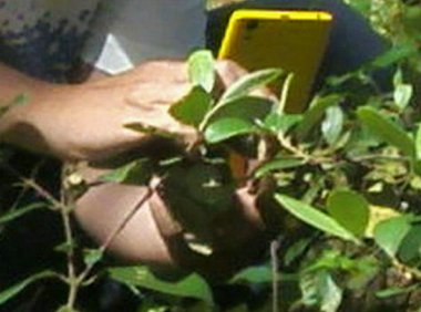 灵异照片:碧玉小动物