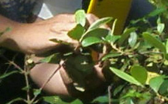 灵异照片:碧玉小动物