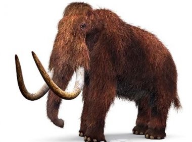 震惊!地球上这15种已经灭绝的生物竟然有可能存在!