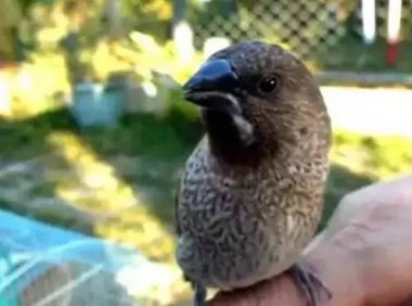 视频:一只小鸟被救后,天天喊阿弥陀佛,真实不虚