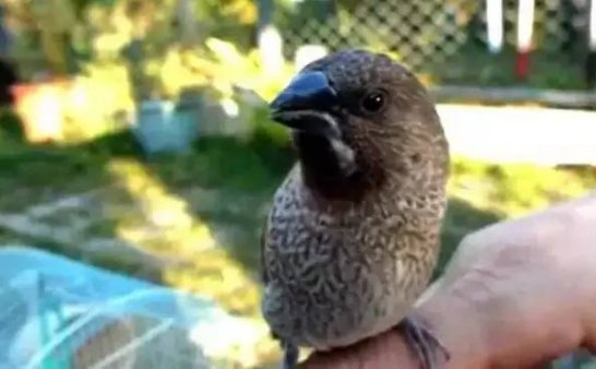 视频:一只小鸟被救后,天天喊阿弥陀佛,真实不虚