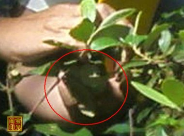 灵异照片释疑三例