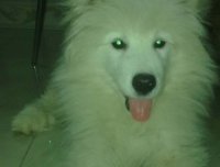 发一张我同事家拍的真实的鬼照片吧