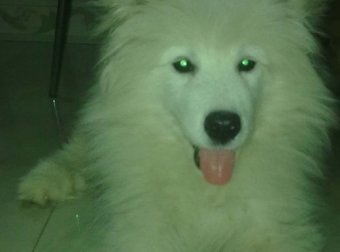 发一张我同事家拍的真实的鬼照片吧