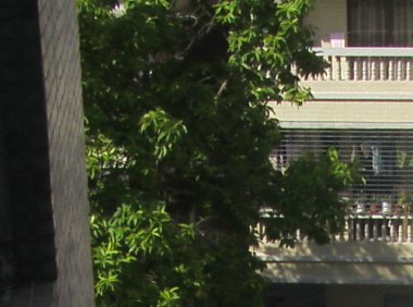 树灵精·树公公