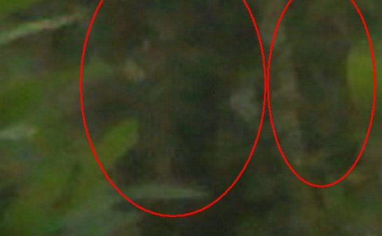 花树精灵爱春天