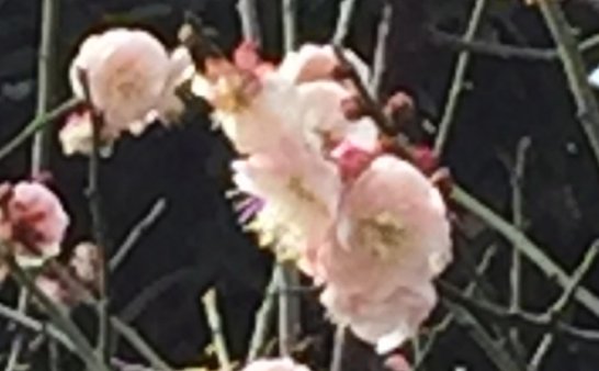 春游偶遇花神树神,喜哉乐哉