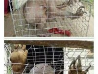 怪异故事开讲——水鬼（河童）