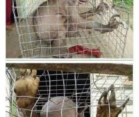 怪异故事开讲——水鬼(河童)