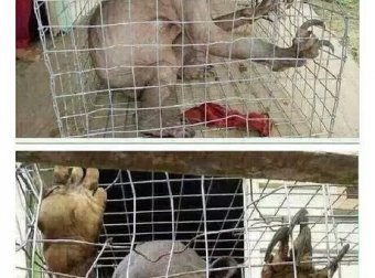 怪异故事开讲——水鬼（河童）